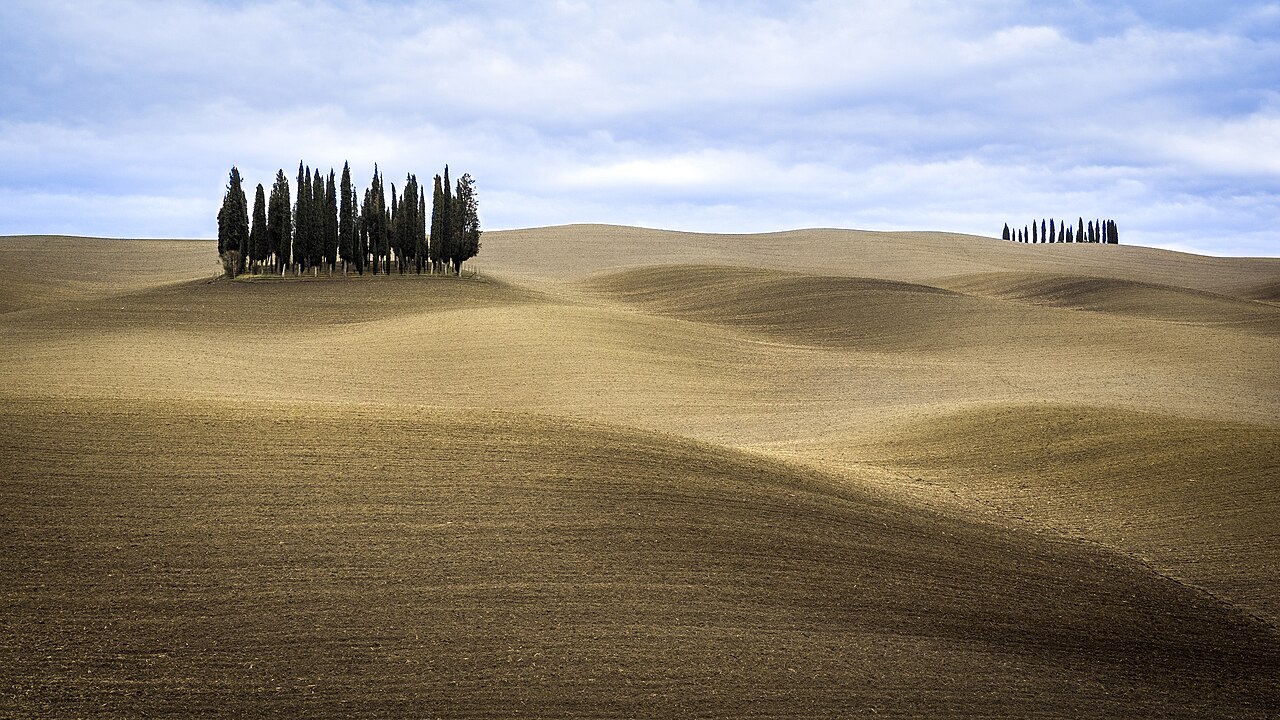 Day trips from Cortona — cypress trees in the Val d'Orcia, Tuscany