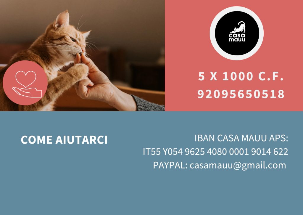 How to support Casa Mauu — donation details for Cortona's cat welfare association