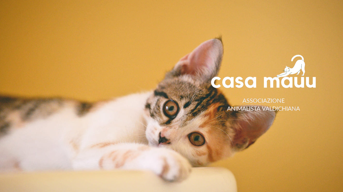Casa Mauu — cat welfare association in Cortona, Tuscany