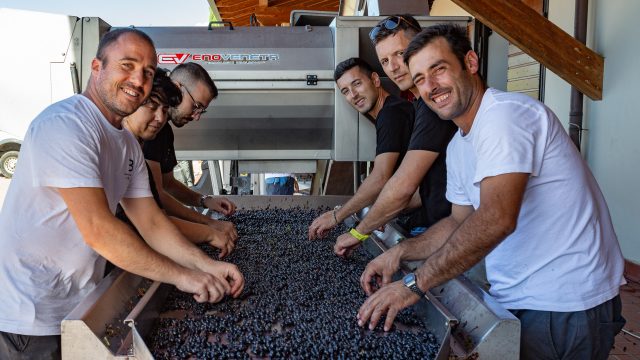 Focus-Syrah-3