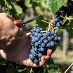Baldetti | Winery and wine tasting in Cortona, Tuscany photo 1